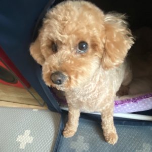 강아지 실종 푸들 인천광역시 계양구