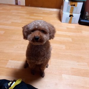 강아지 실종 푸들 충청남도 보령시