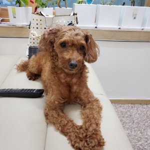 강아지 실종 푸들 강원도 강릉시