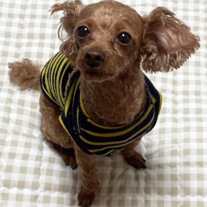 강아지 실종 푸들 울산광역시 북구