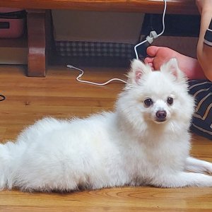 강아지 구조 포메라니언 전라남도 화순군