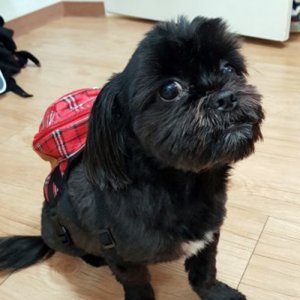 강아지 실종 믹스견 강원도 철원군