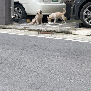 강아지 주인을 찾습니다 강아지 전단지