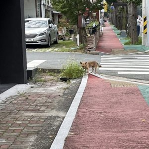 강아지 목격 믹스견 경상남도 창원시 성산구