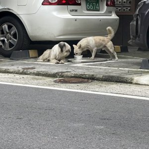 강아지 목격 믹스견 충청북도 음성군