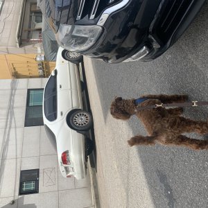 강아지를 찾습니다 강아지 전단지