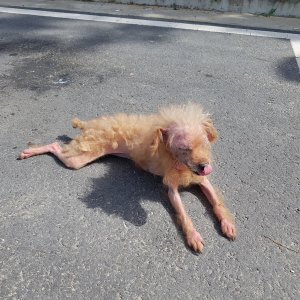 강아지 목격 푸들 충청남도 보령시