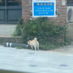 강아지 목격 포메라니언 대구광역시 수성구
