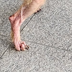 강아지 주인을 찾습니다 강아지 전단지