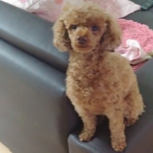 강아지를 찾습니다 강아지 전단지