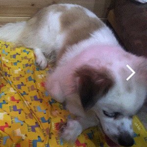 강아지 실종 믹스견 충청남도 예산군