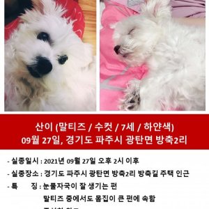 강아지를 찾습니다 강아지 전단지