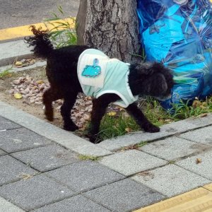 강아지 목격 푸들 인천광역시 서구
