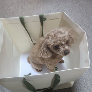 강아지 실종 푸들 광주광역시 북구