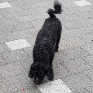 강아지 주인을 찾습니다 강아지 전단지