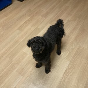 강아지 구조 푸들 인천광역시 미추홀구