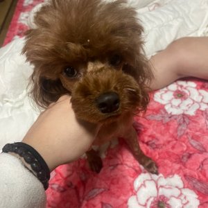 강아지 실종 푸들 경기도 부천시 원미구