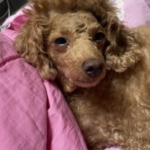 강아지 실종 푸들 광주광역시 광산구