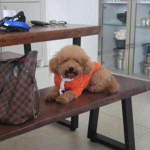 강아지 실종 푸들 제주특별자치도 제주시