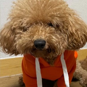 강아지를 찾습니다 강아지 전단지