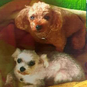 강아지 실종 푸들 전라남도 보성군
