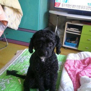 강아지를 찾습니다 강아지 전단지