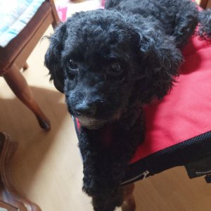 강아지 실종 푸들 대전광역시 서구