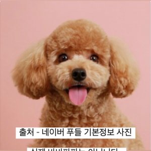 강아지 실종 푸들 경기도 안산시 상록구