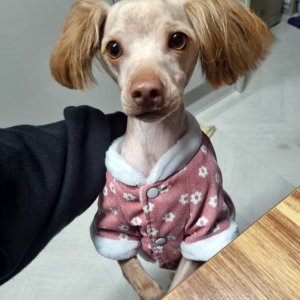 강아지 실종 푸들 전라북도 전주시 완산구
