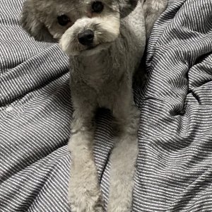 강아지 실종 푸들 경상북도 안동시