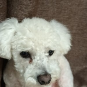 강아지 구조 푸들 인천광역시 남동구