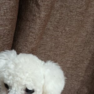 강아지 주인을 찾습니다 강아지 전단지