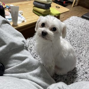강아지 실종 말티즈 전라남도 목포시