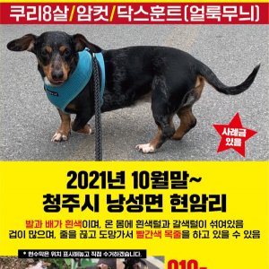 강아지를 찾습니다 강아지 전단지