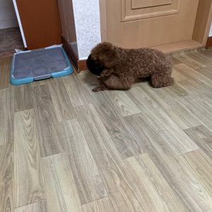 강아지 목격 푸들 부산광역시 북구