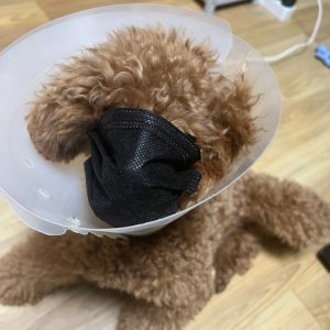 강아지 주인을 찾습니다 강아지 전단지