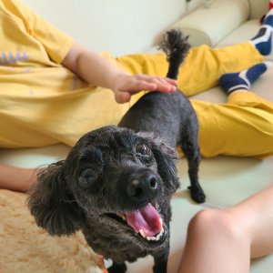 강아지를 찾습니다 강아지 전단지
