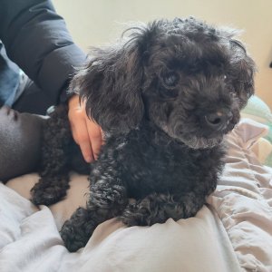 강아지 실종 푸들 경기도 안산시 상록구