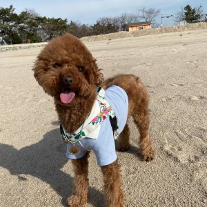 강아지를 찾습니다 강아지 전단지