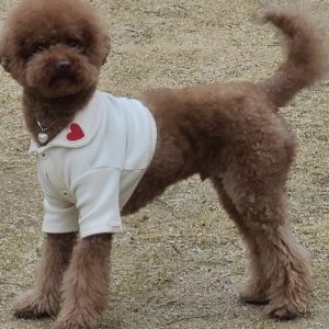 강아지 실종 푸들 광주광역시 북구