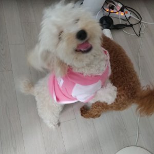 강아지 실종 푸들 경기도 양평군