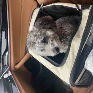 강아지 실종 푸들 경기도 남양주시