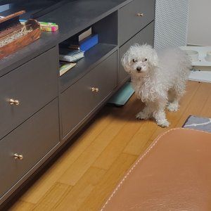 강아지를 찾습니다 강아지 전단지