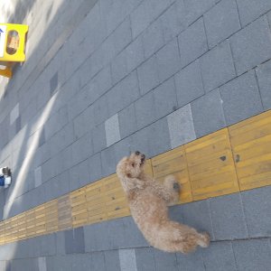 강아지 목격 푸들 서울특별시 송파구