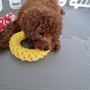 강아지 구조 푸들 경기도 화성시