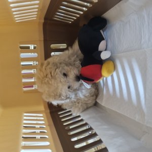 강아지 실종 푸들 인천광역시 계양구