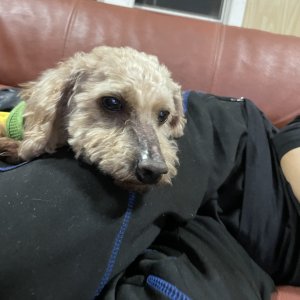 강아지를 찾습니다 강아지 전단지