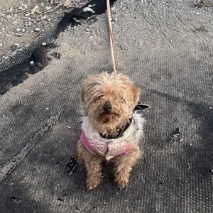 강아지 실종 푸들 경상북도 포항시 북구