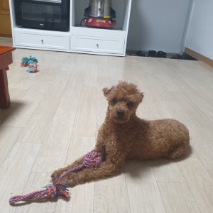 강아지 실종 푸들 서울특별시 용산구