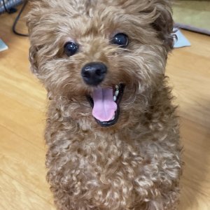강아지를 찾습니다 강아지 전단지